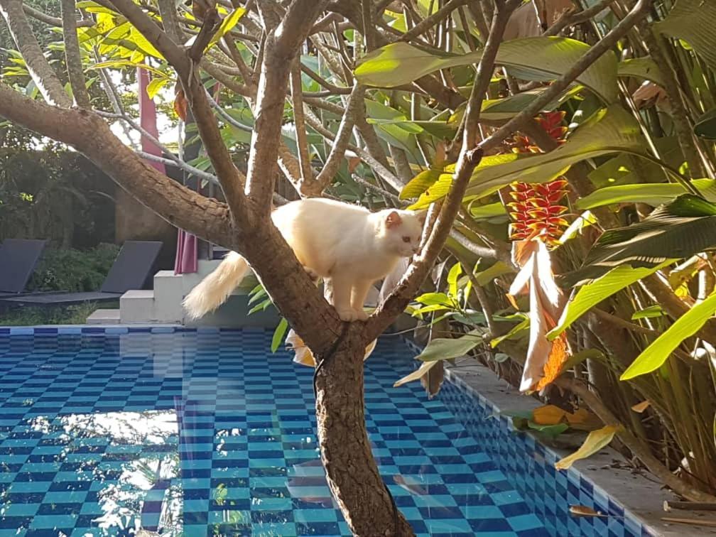 יוגיאקרטה Rosseno Villa מראה חיצוני תמונה